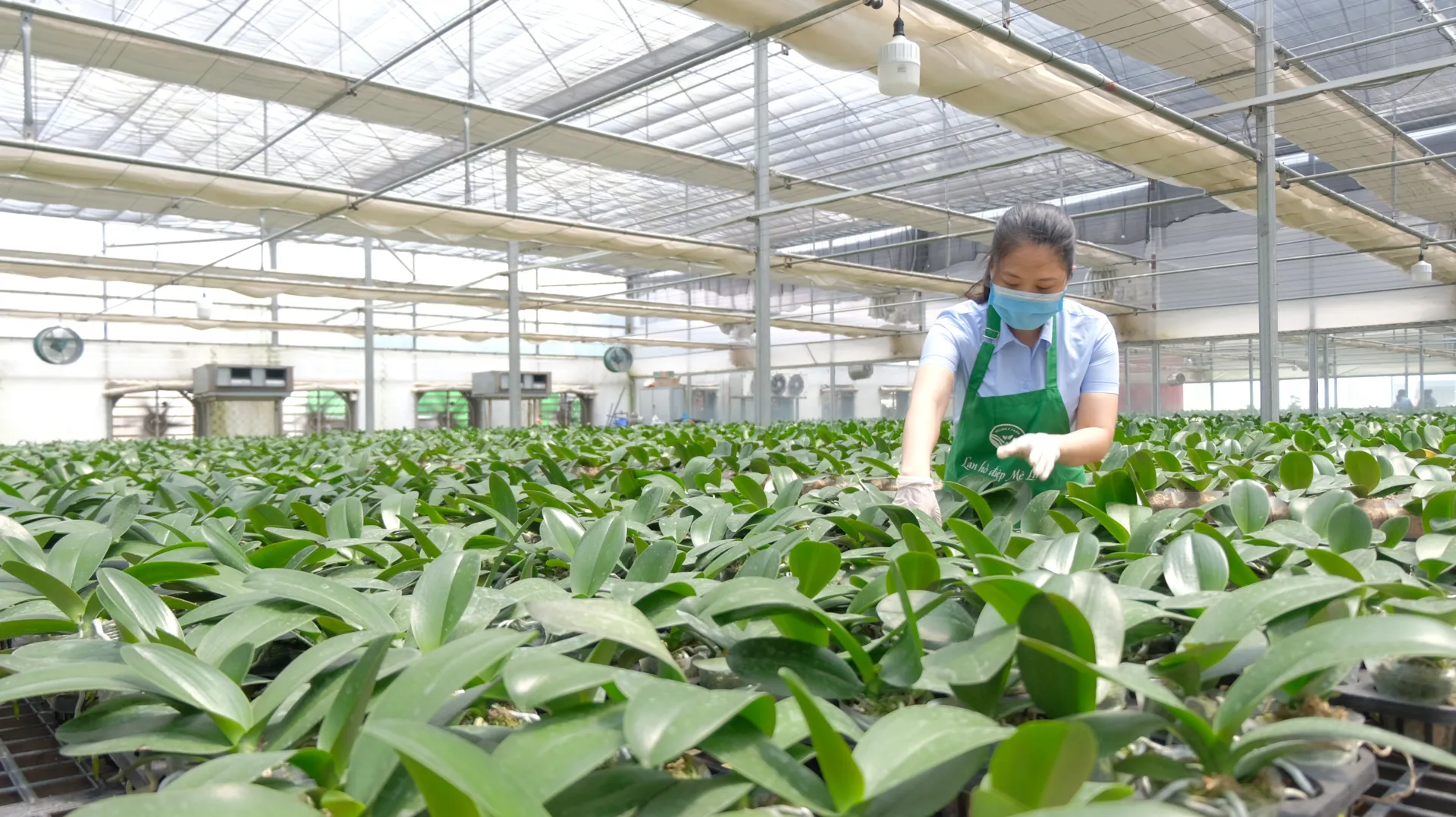 Ngành nông nghiệp tiếp tục là bệ đỡ của kinh tế Hà Nội