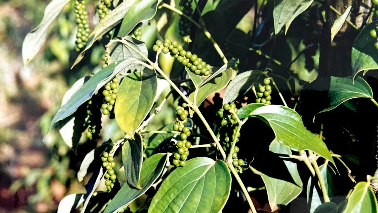 Giá tiêu hôm nay 2/1: 2 yếu tố kỳ vọng đưa giá tiêu vượt 100.000 đồng/kg