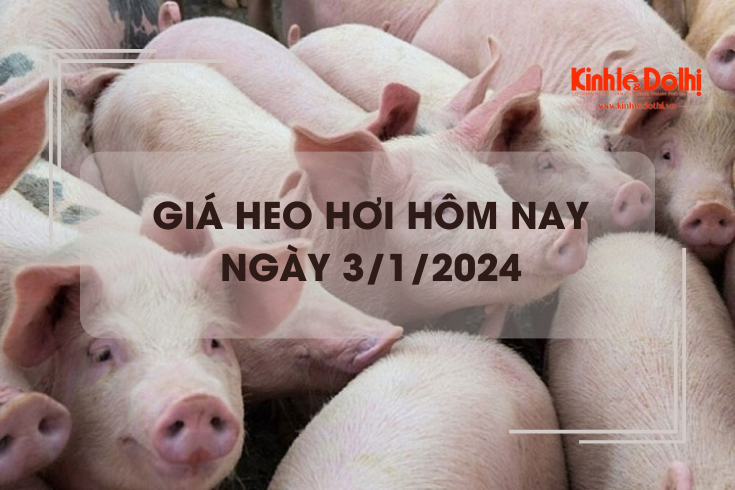 Giá heo hơi hôm nay 3/1/2024: Biến động không đồng nhất