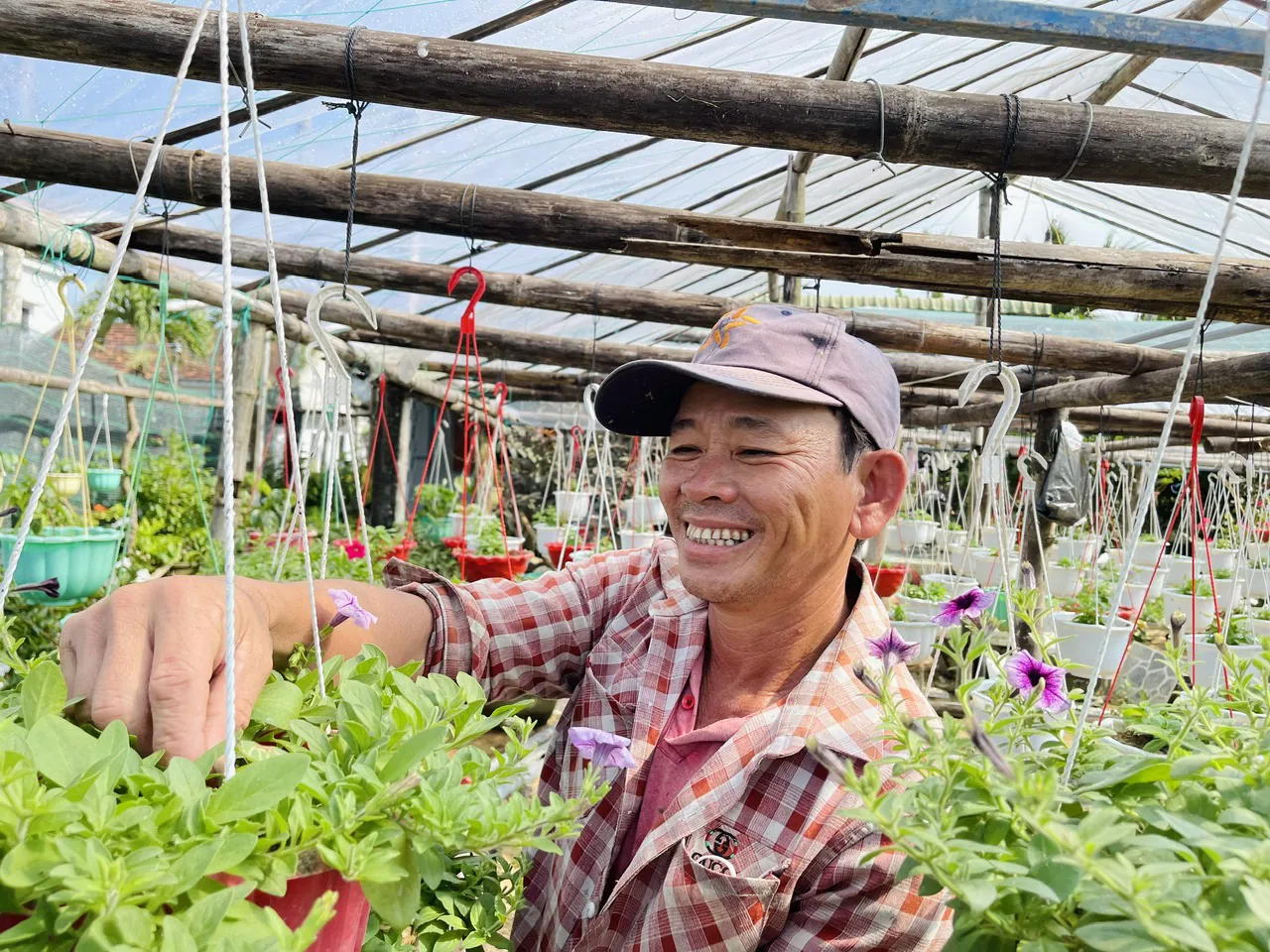 Cúc vừa chớm nụ, nhiều nhà vườn đã hết sạch hoa