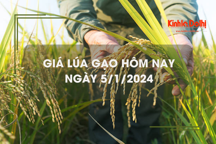 Giá lúa gạo hôm nay 5/1: Đồng loạt tăng giá
