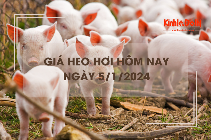 Giá heo hơi hôm nay 5/1: Giảm rải rác 1.000 đồng/kg