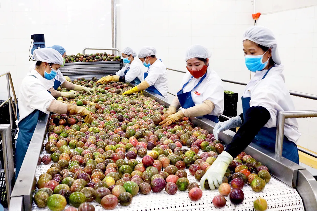 Xuất khẩu nông sản năm 2024: Tiếp tục là điểm sáng