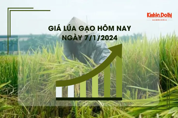 Giá lúa gạo hôm nay 7/1/2024: Đồng loạt đi ngang