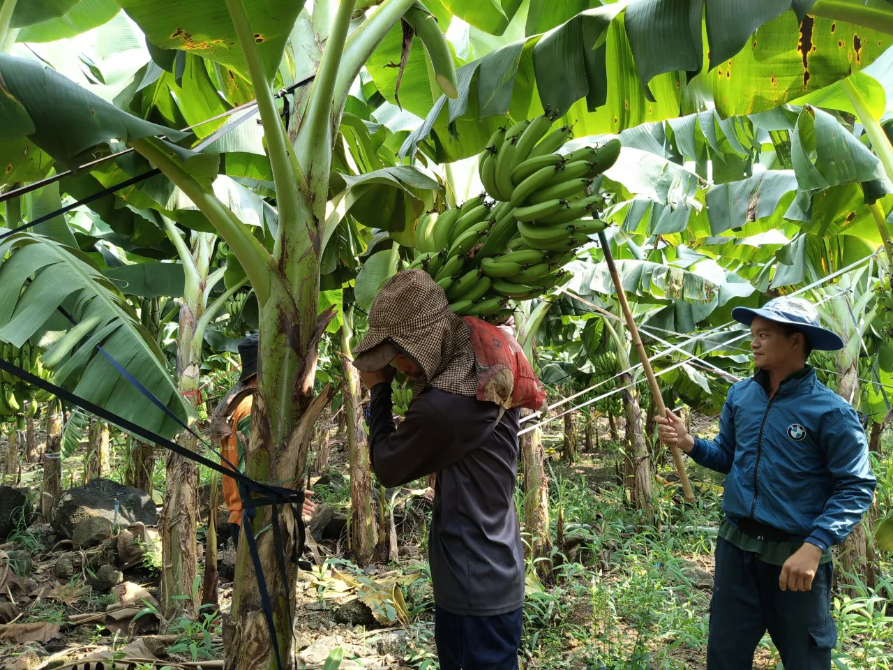 Đồng Nai: Nông dân “kêu trời” vì giá chuối cấy mô rớt sâu