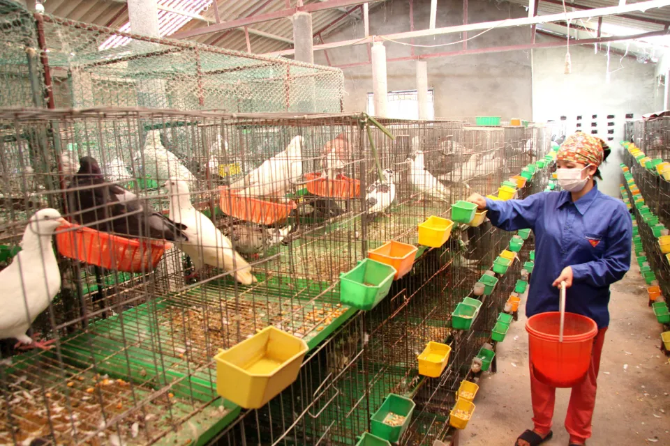 Đẩy mạnh hoạt động khoa học và công nghệ ngành chăn nuôi đến năm 2030