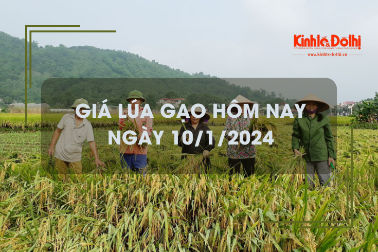 Giá lúa gạo hôm nay 10/1/2024: Giá lúa chững, giá gạo tăng