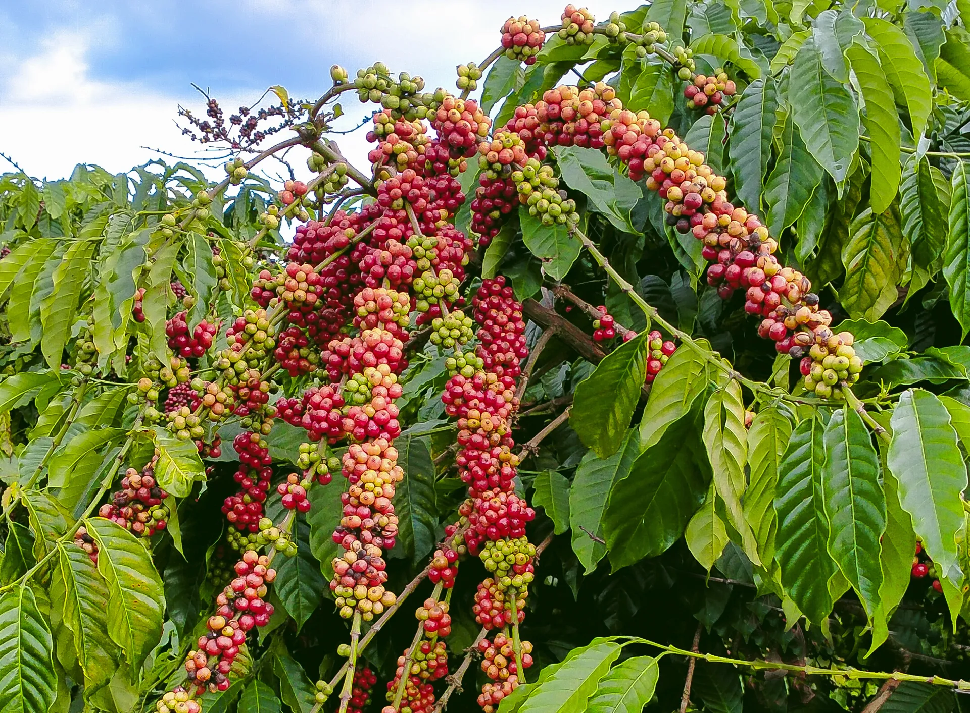 Giá cà phê hôm nay 14/1: Thiếu hàng đẩy cà phê tăng hơn 2.000 đồng/kg/tuần