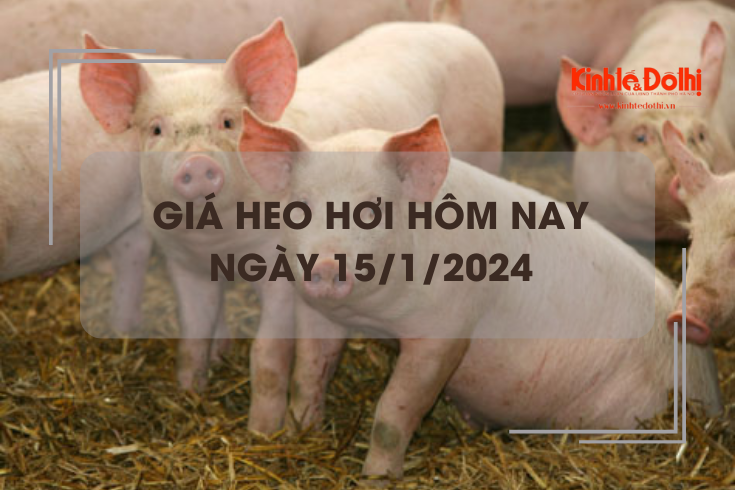 Giá heo hơi hôm nay 15/1/2024: Ổn định trong ngày đầu tuần