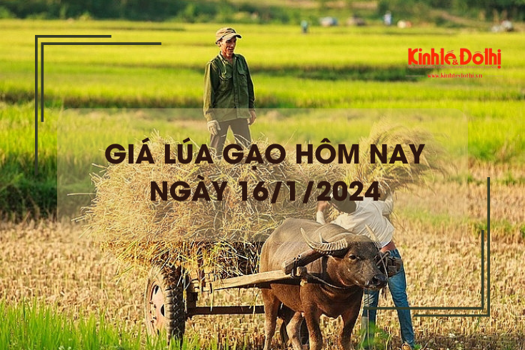 Giá lúa gạo hôm nay 16/1/2024: Thị trường sôi động