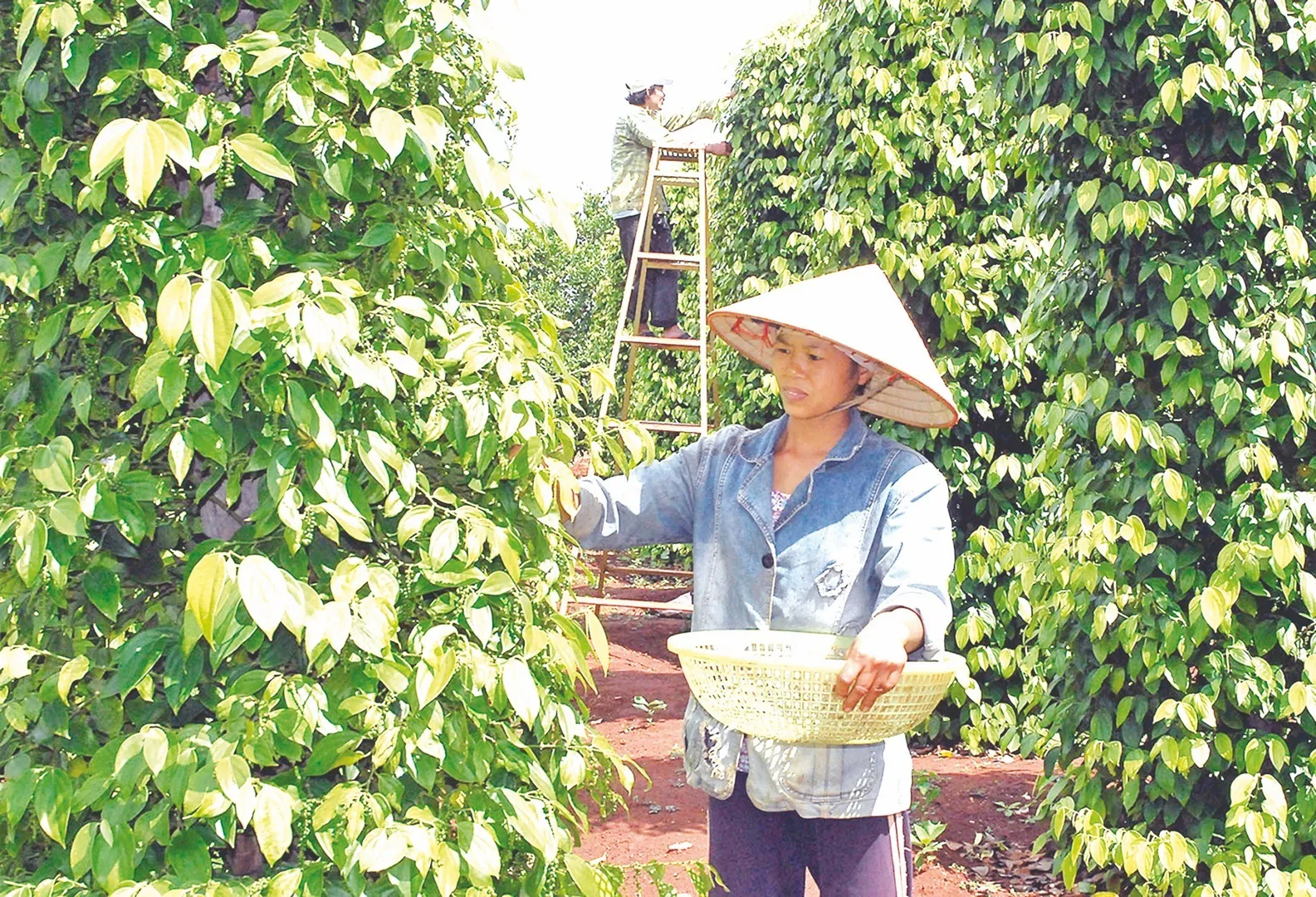 Giá tiêu hôm nay 16/1: Tăng tại Gia Lai và Bà Rịa - Vũng Tàu