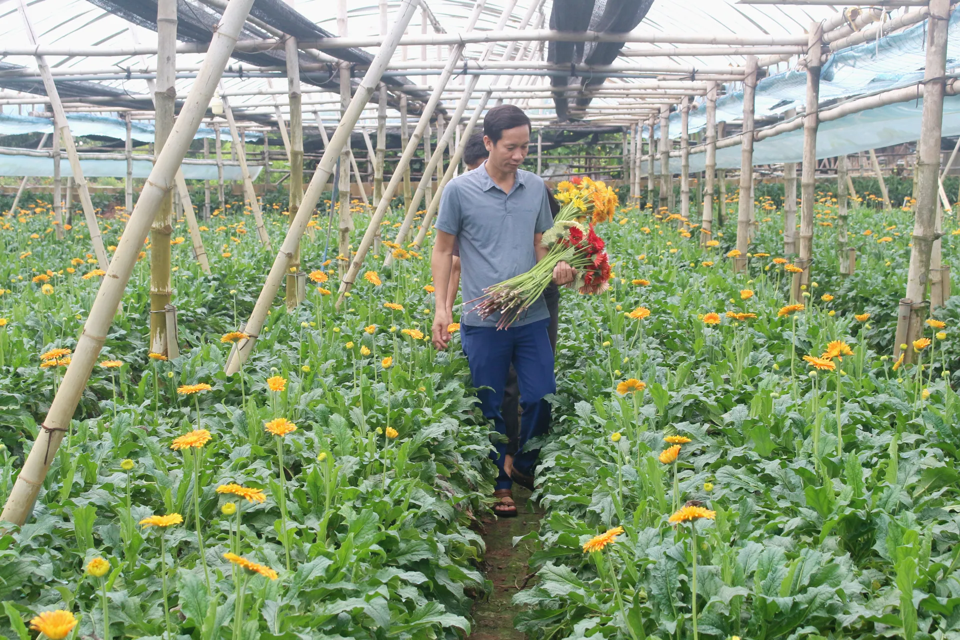 Các giải pháp hỗ trợ nông dân, phát triển nông nghiệp