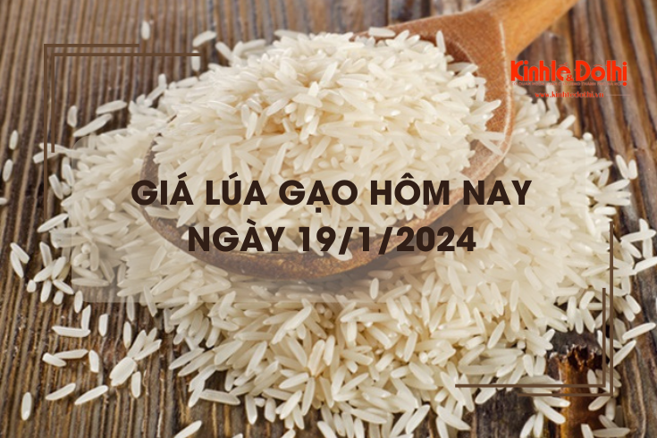 Giá lúa gạo hôm nay 19/1/2024: Thị trường lặng sóng