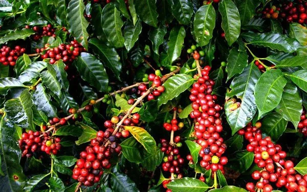Giá cà phê hôm nay 19/1: Nguyên nhân cú quay xe của cà phê Robusta