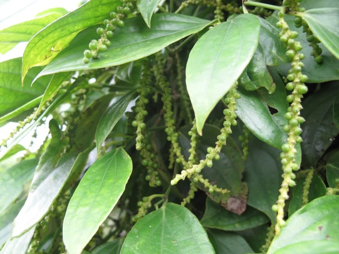 Giá tiêu hôm nay 19/1: Tăng 4 ngày liên tiếp, Gia Lai thêm 1.000 đồng/kg