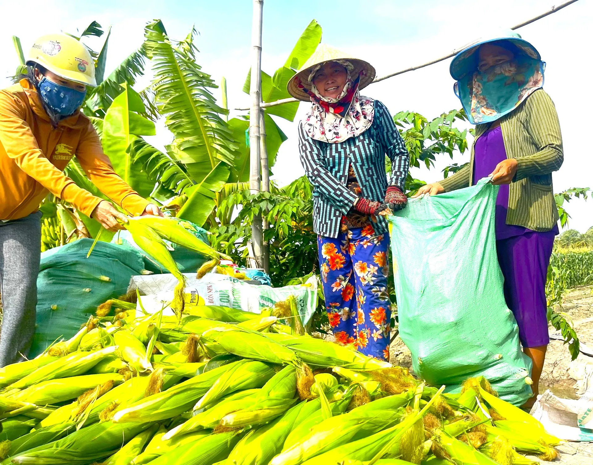 “Xóm bắp” Bạc Liêu ấm áp vào xuân