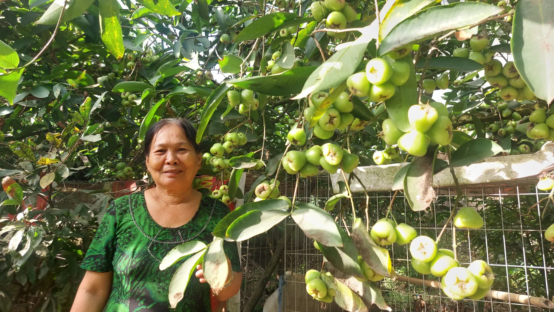 Vườn mận hơn 20 năm tuổi giúp lão nông thu trăm triệu mỗi năm