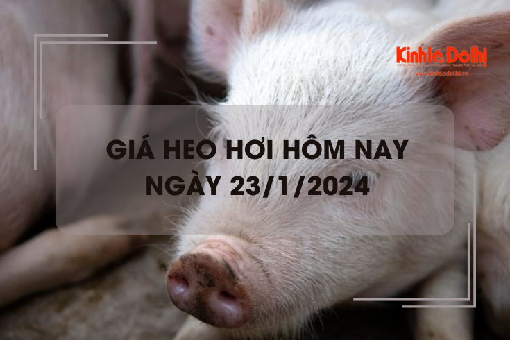 Giá heo hơi hôm nay 23/1/2024: Miền Bắc giảm 1.000 - 3.000 đồng/kg