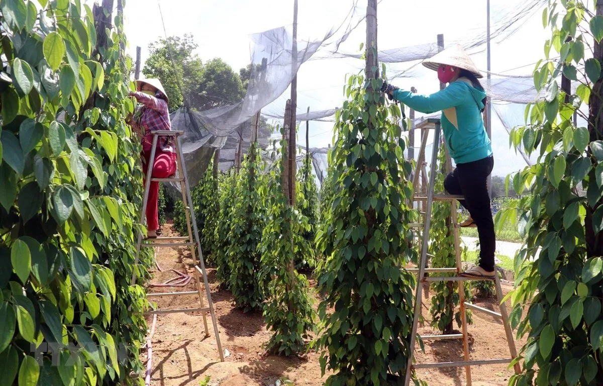 Giá tiêu hôm nay 24/1: Lực mua đầu cơ giúp thị trường quanh mốc 80.000-82.500 đồng/kg