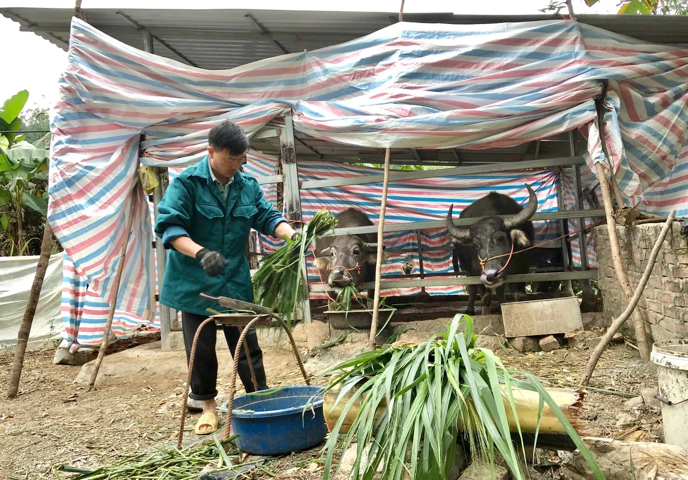 Bắc Bộ: Hơn 200 gia súc bị chết rét