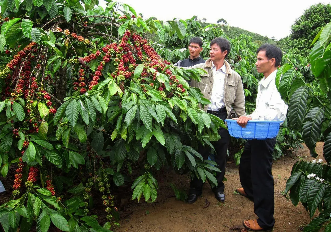 Giá cà phê hôm nay 27/1: Tăng chưa có điểm dừng, trong nước đạt 76.000 đồng/kg