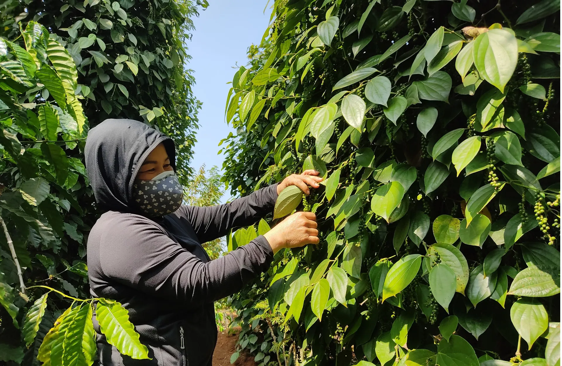 Giá tiêu hôm nay 27/1: Đông Nam Bộ tăng, thị trường Mỹ mua mạnh trở lại