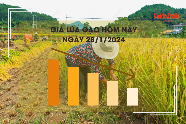 Giá lúa gạo hôm nay 28/1/2024: Tiếp tục xu hướng đi ngang