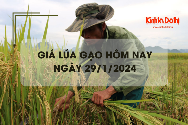 Giá lúa gạo hôm nay 29/1/2024: Duy trì ổn định