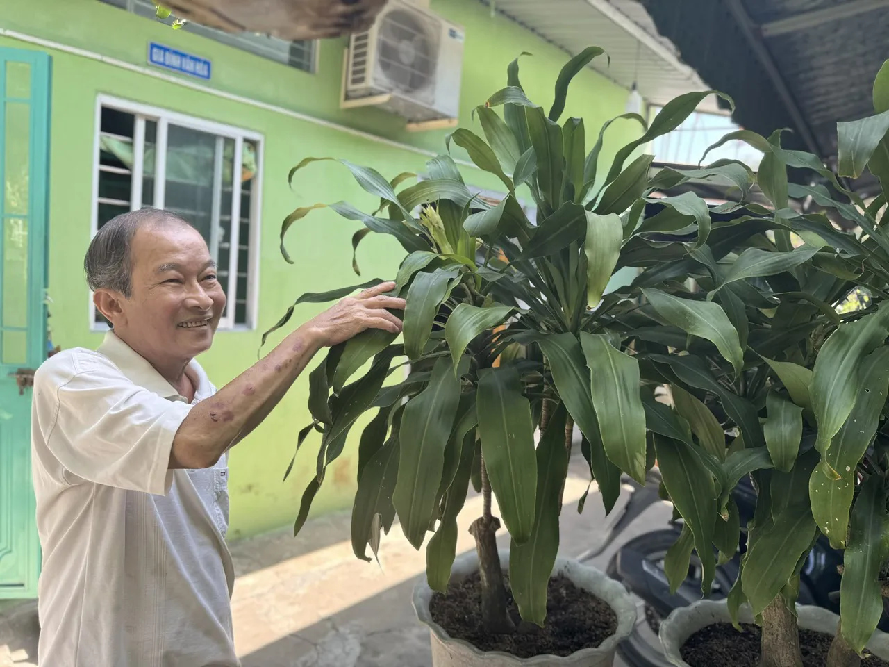 Lão nông có bí quyết riêng khiến cây phát tài trổ bông đúng dịp Tết