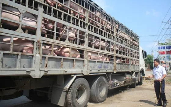 Ngăn chặn buôn lậu, vận chuyển trái phép động vật qua biên giới vào Việt Nam