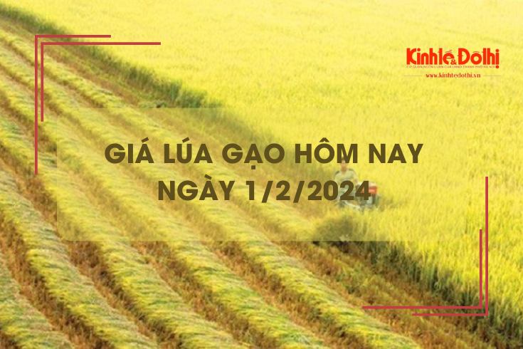 Giá lúa gạo hôm nay 1/2/2024: Giá lúa chững, giá gạo tăng