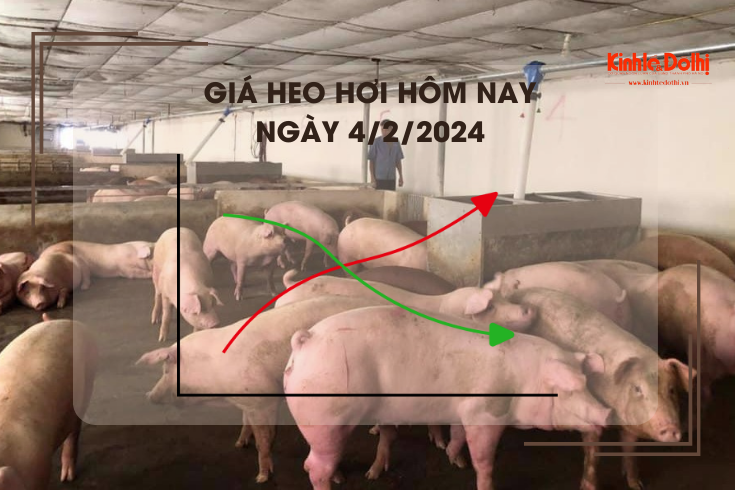 Giá heo hơi hôm nay 4/2/2024: Cao nhất 59.000 đồng/kg