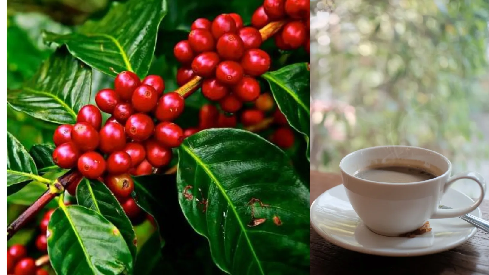 Giá cà phê hôm nay 4/2: Tăng tới 2.000 đồng/kg/tuần bất chấp sàn Robusta giảm