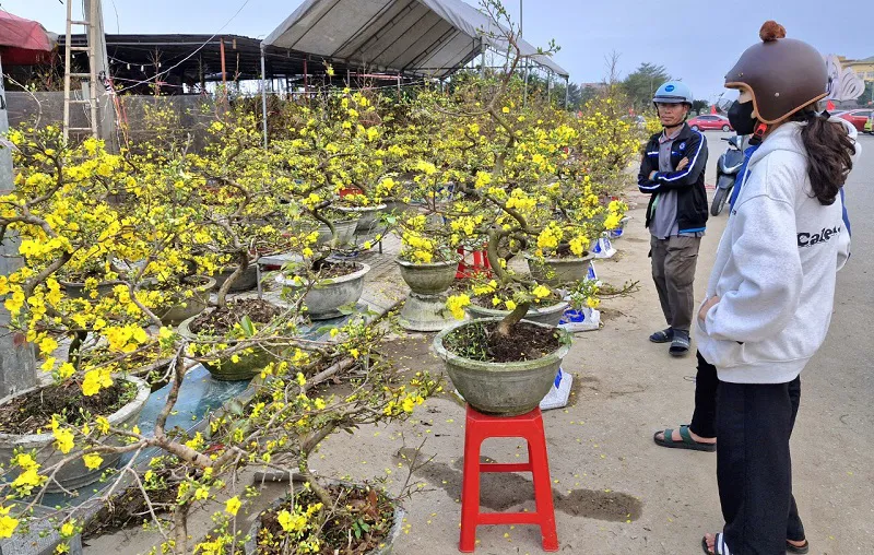 Hà Tĩnh: Hoa mai vàng ‘ngóng’ người mua vào những ngày áp Tết