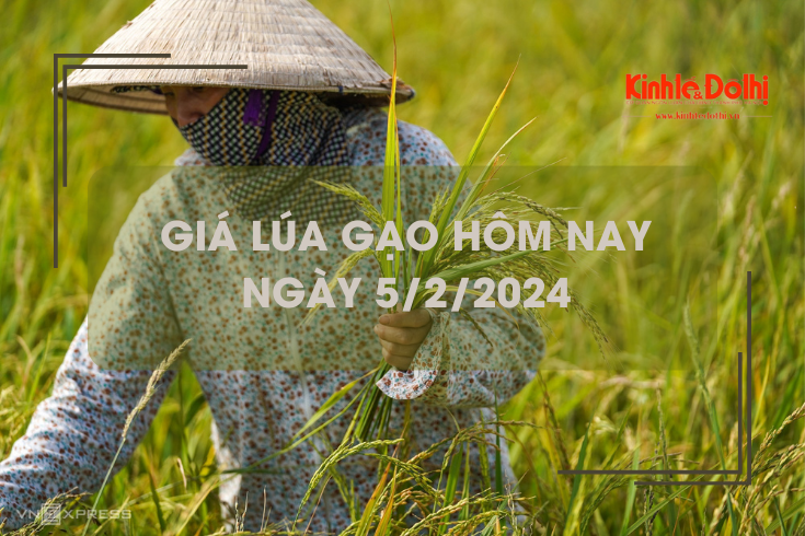 Giá lúa gạo hôm nay 5/2/2024: Duy trì ổn định
