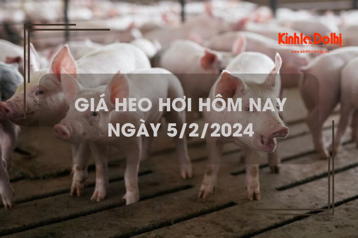 Giá heo hơi hôm nay 5/2/2024: Giao dịch ổn định ngày đầu tuần