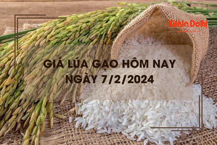 Giá lúa gạo hôm nay 7/2/2024: Giá gạo xuất khẩu giảm