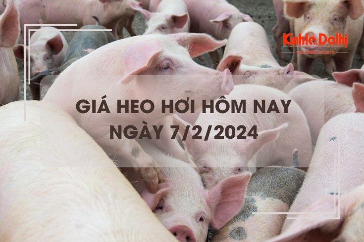 Giá heo hơi hôm nay 7/2/2024: Đi ngang trên diện rộng
