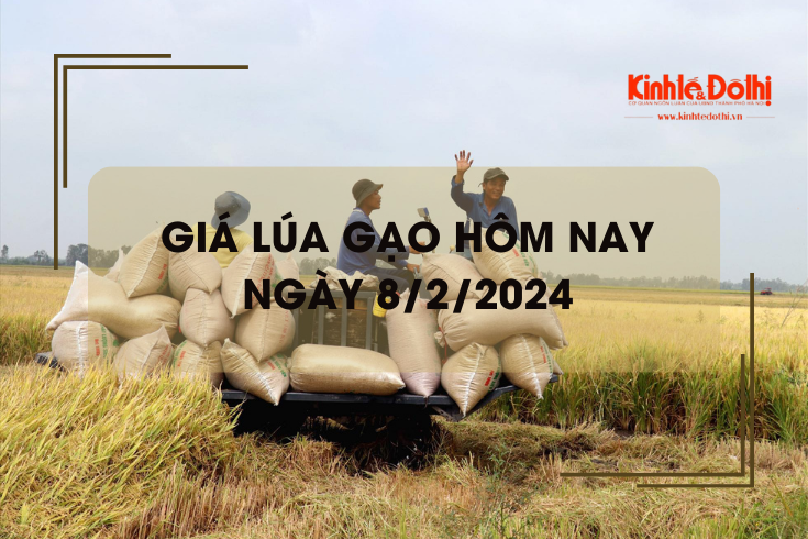 Giá lúa gạo hôm nay 8/2/2024: Giá lúa giảm, giá gạo chững