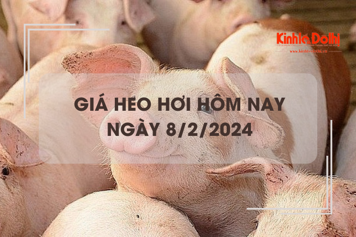 Giá heo hơi hôm nay 8/2/2024: Tăng nhẹ ở một số địa phương
