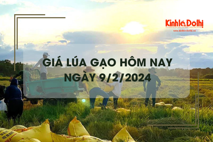 Giá lúa gạo hôm nay 9/2/2024: Duy trì ổn định