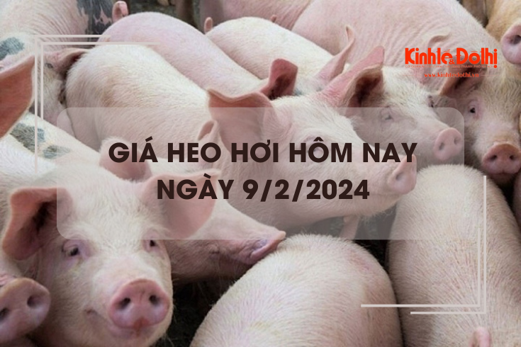 Giá heo hơi hôm nay 9/2/2024: Giao dịch ổn định