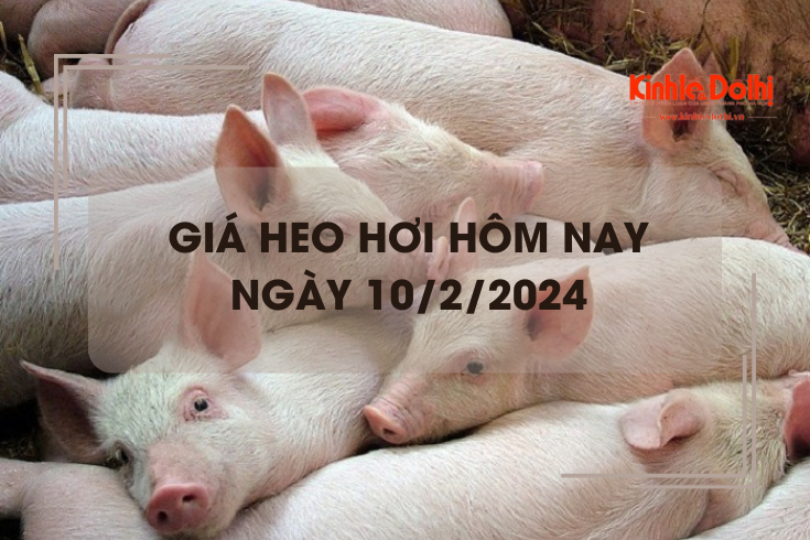 Giá heo hơi hôm nay 10/2/2024: Lặng sóng trên cả ba miền