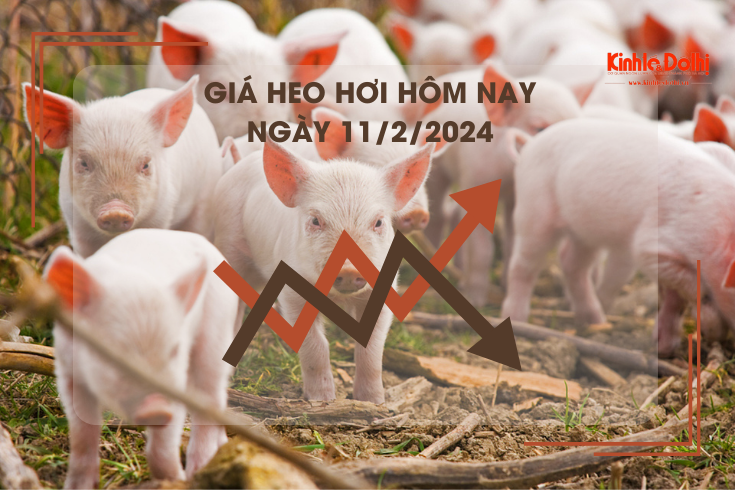 Giá heo hơi hôm nay 11/2/2024: Thấp nhất 52.000 đồng/kg