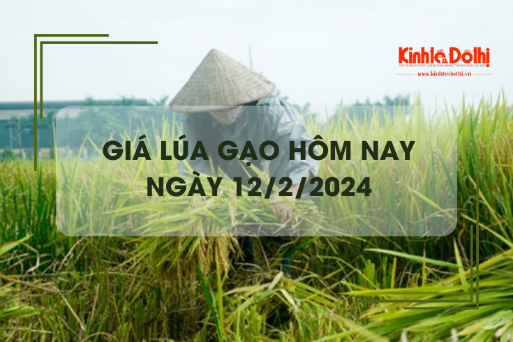 Giá lúa gạo hôm nay 12/2/2024: Tiếp tục chững giá