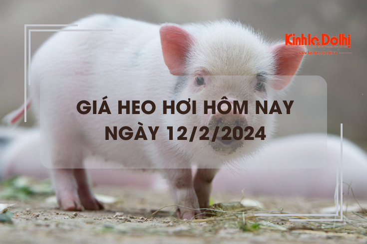 Giá heo hơi hôm nay 12/2/2024: Không ghi nhận thay đổi về giá