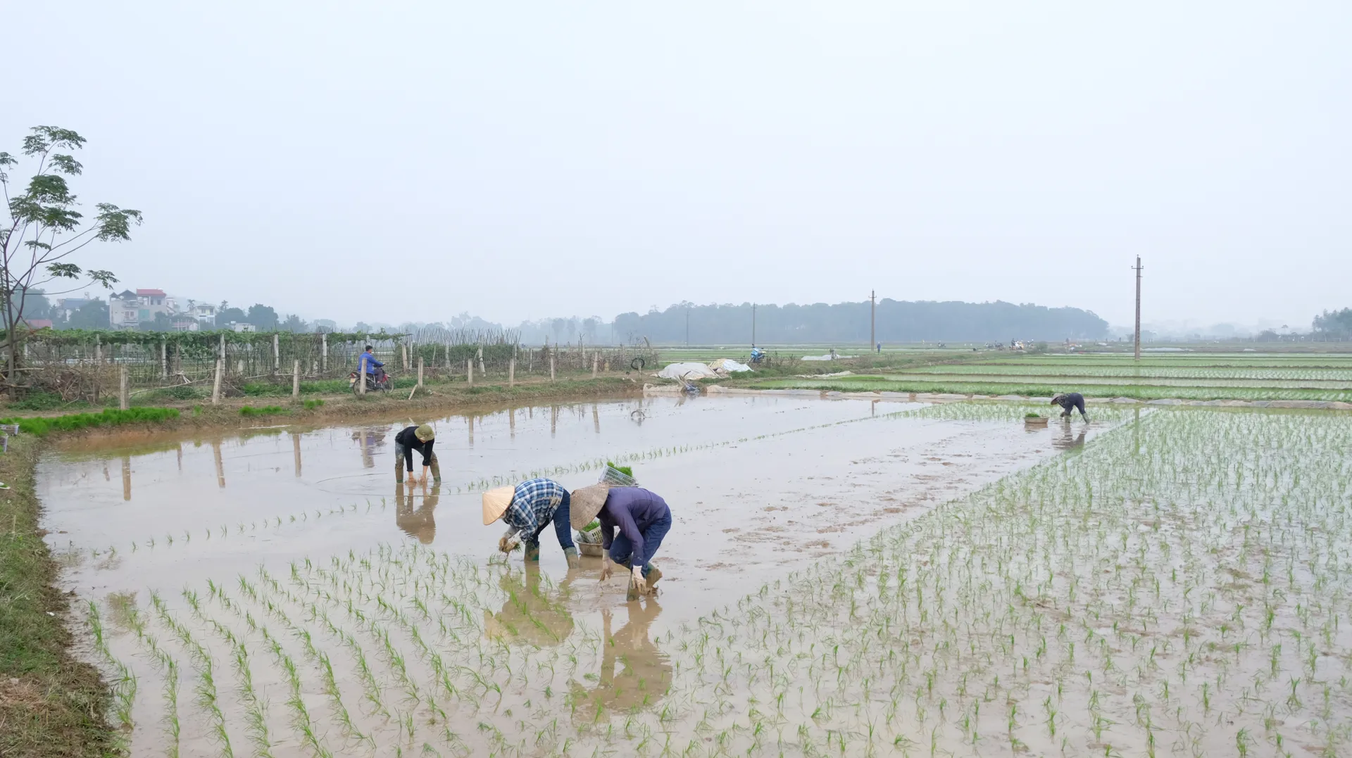 Hà Nội: Mùng 4 Tết, nông dân tích cực xuống đồng sản xuất vụ Xuân