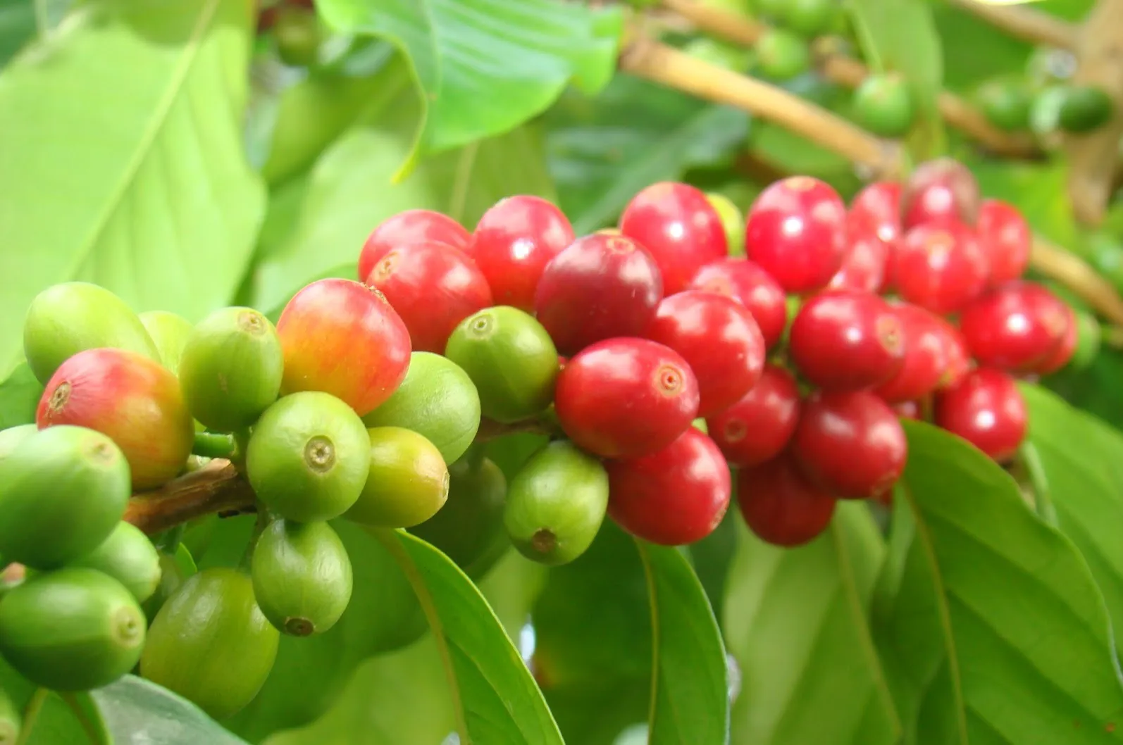 Giá cà phê hôm nay 13/2: Gần 80.000 đồng/kg dù đang nghỉ Tết Nguyên đán