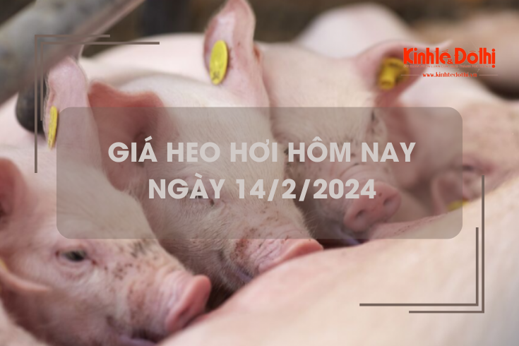 Giá heo hơi hôm nay 14/2/2024: Tiếp tục đà đi ngang