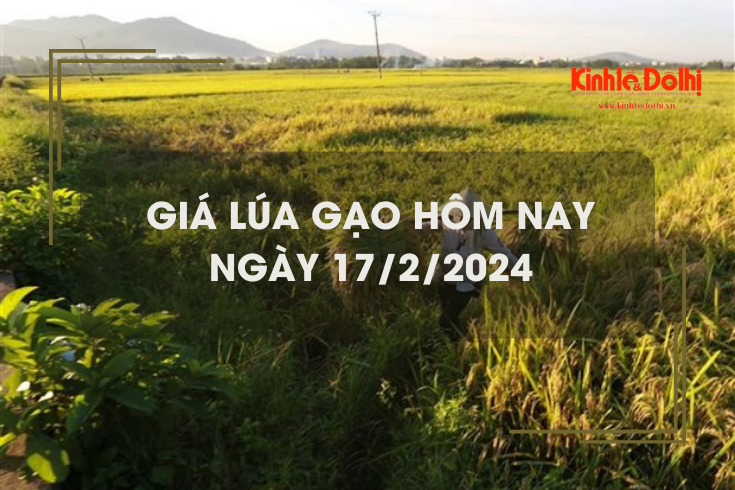Giá lúa gạo hôm nay 17/2/2024: Duy trì ổn định